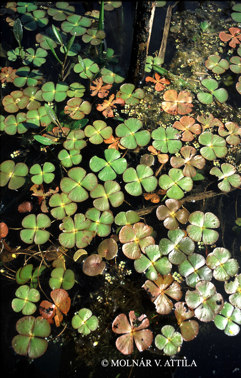 Marsilea quadrifolia L.