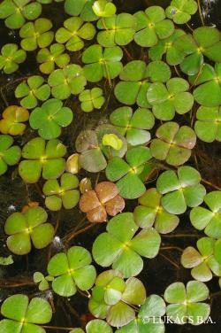 Marsilea quadrifolia L. 2.Image