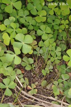 Marsilea quadrifolia L. 3.Image