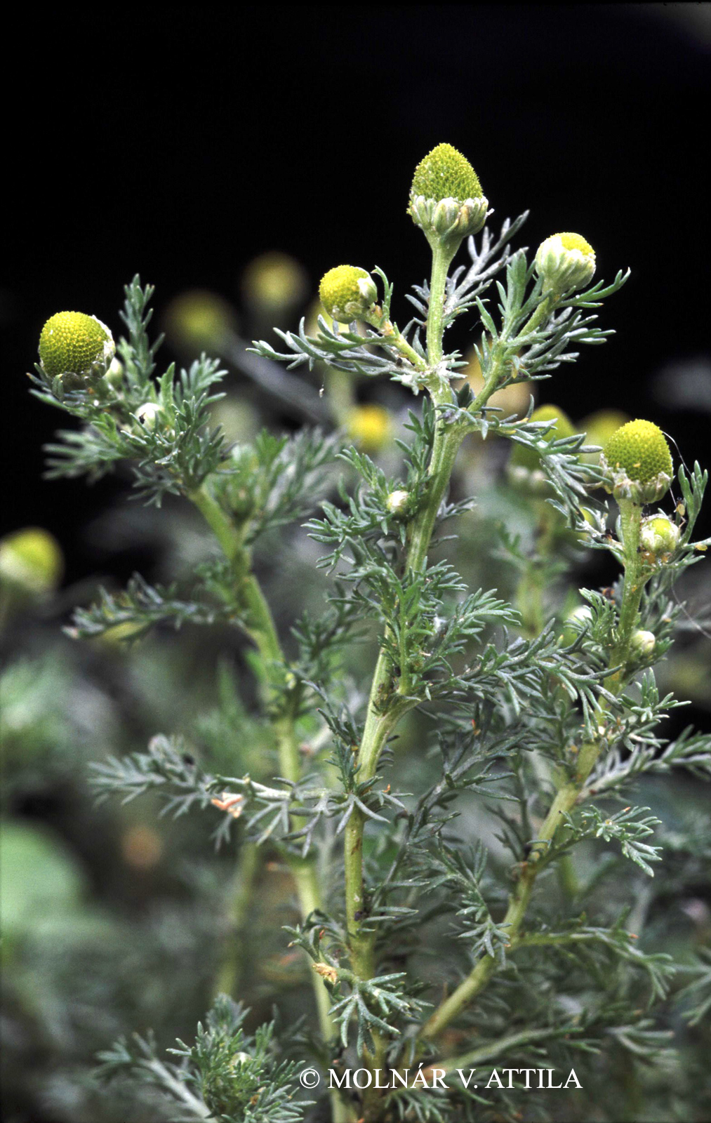 Matricaria discoidea DC.