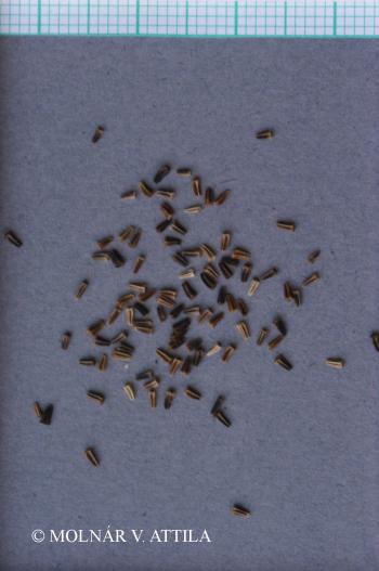 Matricaria discoidea DC. 2.Kép