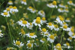Matricaria recutita L. 2.Image