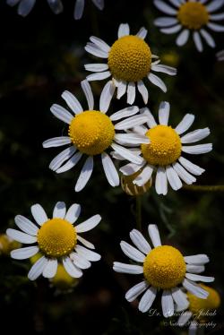 Matricaria recutita L. 3.Image