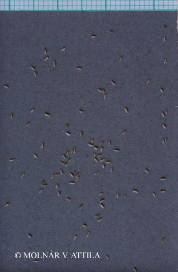 Matricaria recutita L. 4.Image