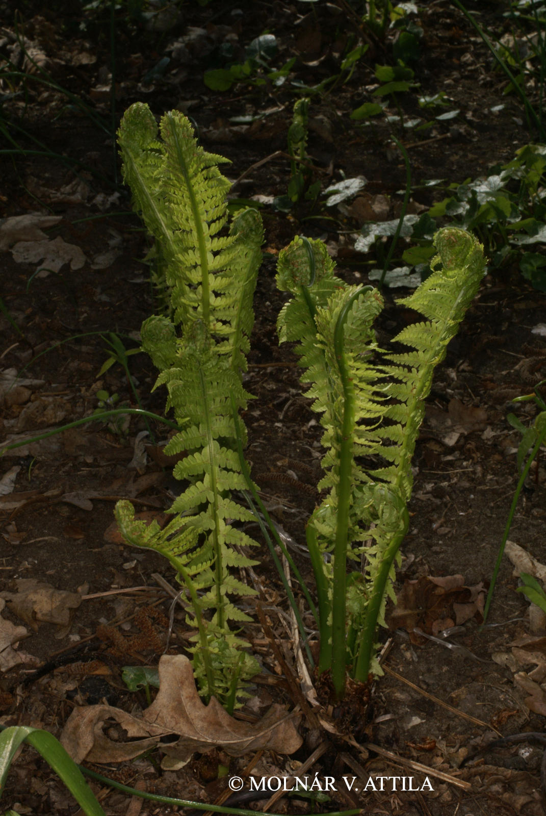 Matteuccia struthiopteris (L.) Tod.