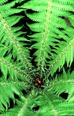 Matteuccia struthiopteris (L.) Tod. 2.Kép