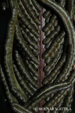 Matteuccia struthiopteris (L.) Tod. 3.Kép