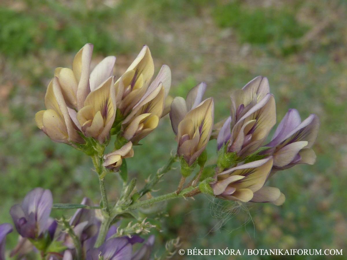 Medicago  varia Martyn