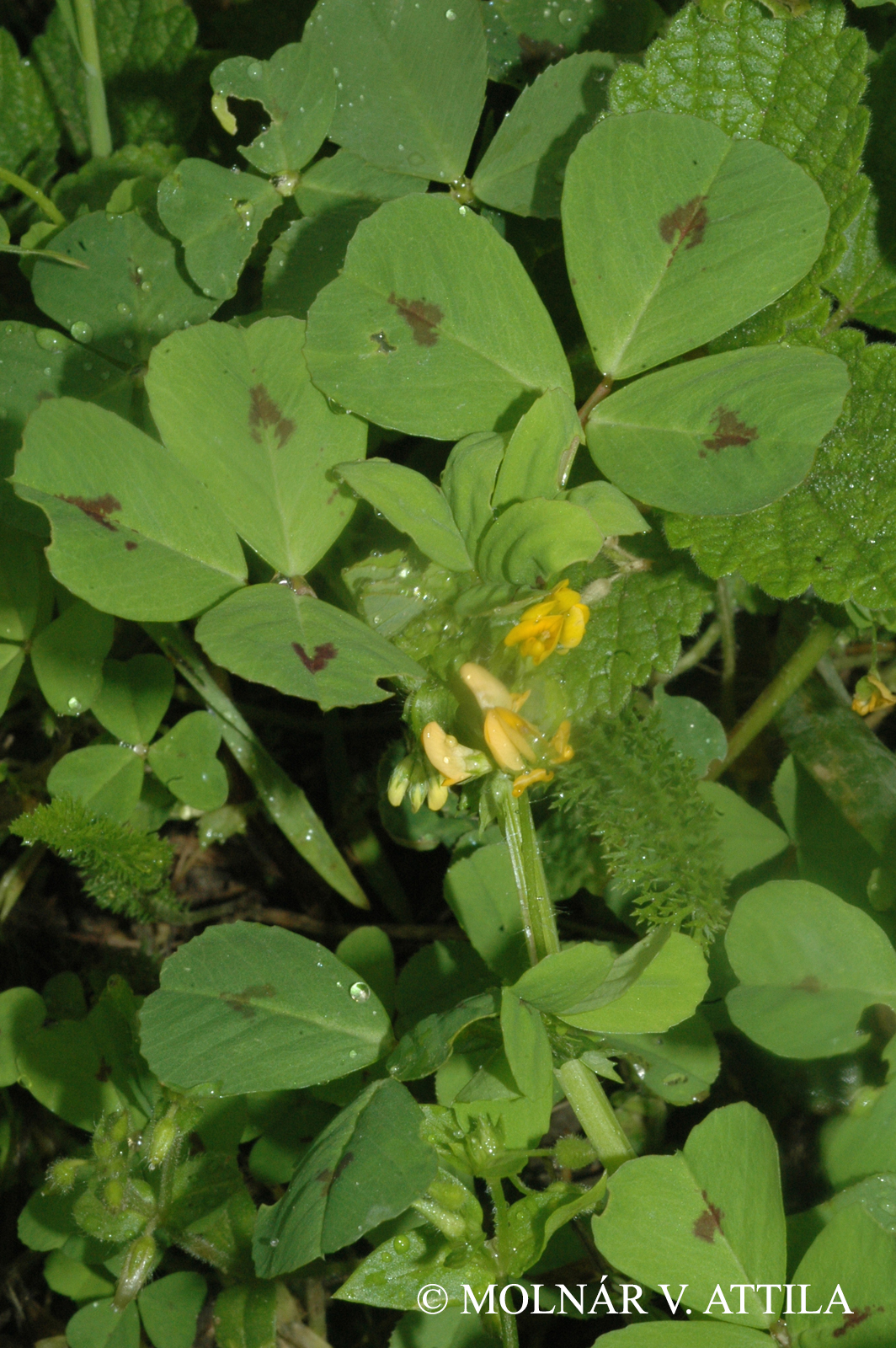 Medicago arabica (L.) Huds.