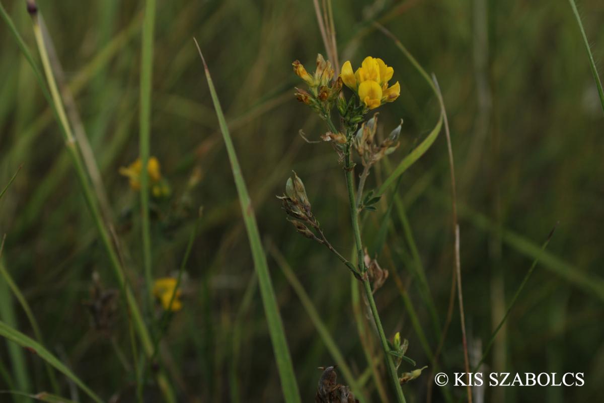 Medicago falcata L.