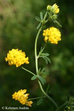 Medicago falcata L. 2.Image