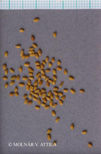 Medicago falcata L. 3.Image
