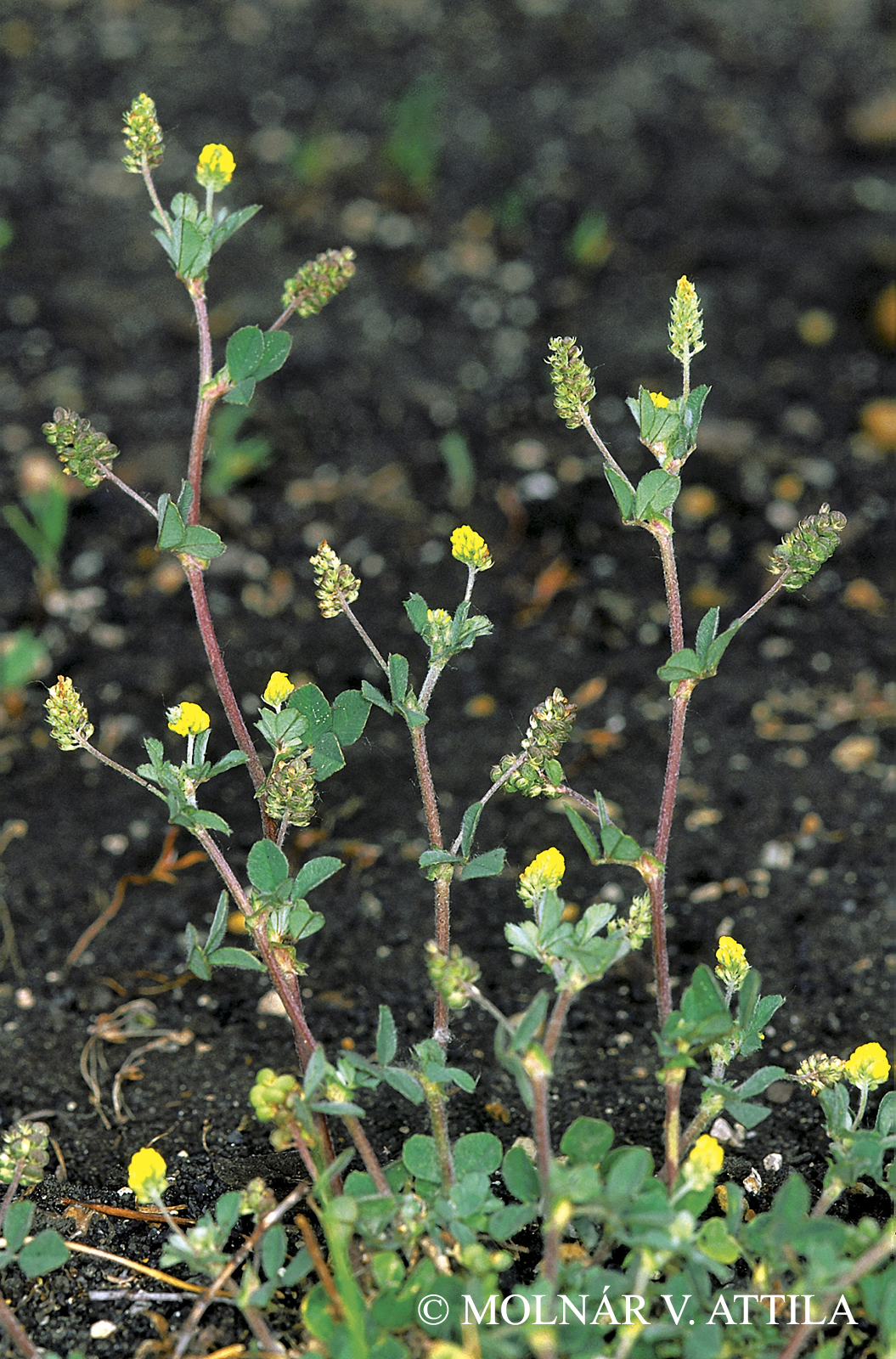 Medicago lupulina L.