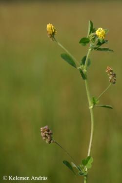 Medicago lupulina L. 2.Image