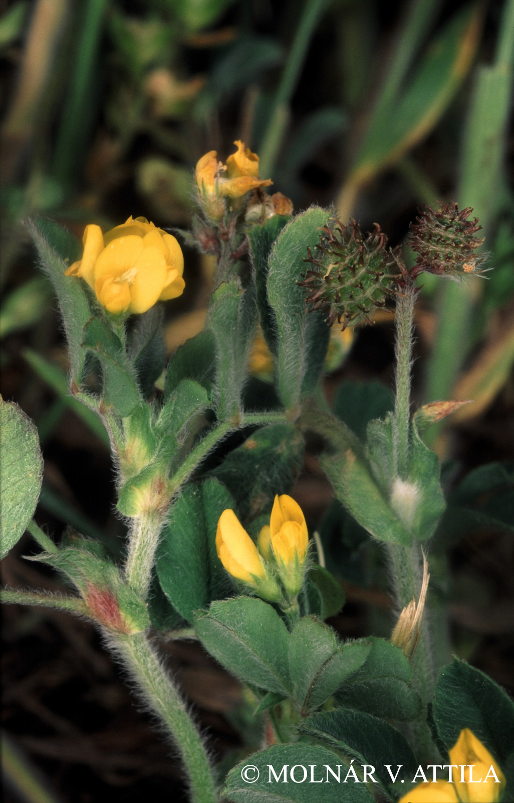 Medicago minima (L.) L.