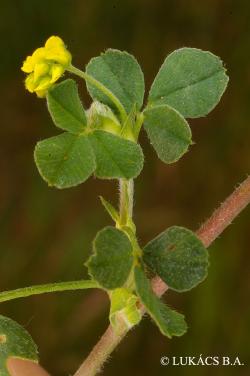 Medicago minima (L.) L. 4.Image