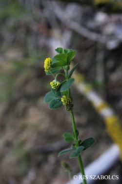 Medicago minima (L.) L. 3.Image