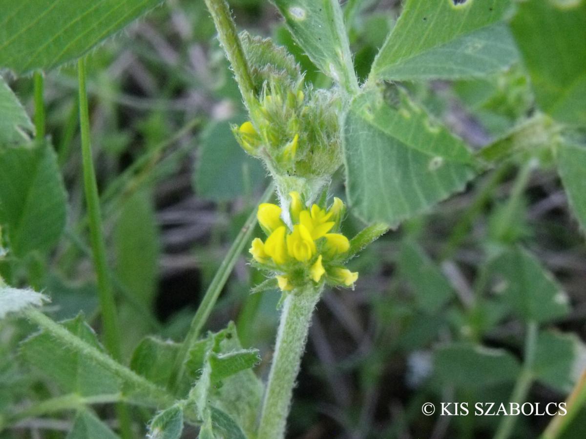 Medicago monspeliaca (L.) Trautv.