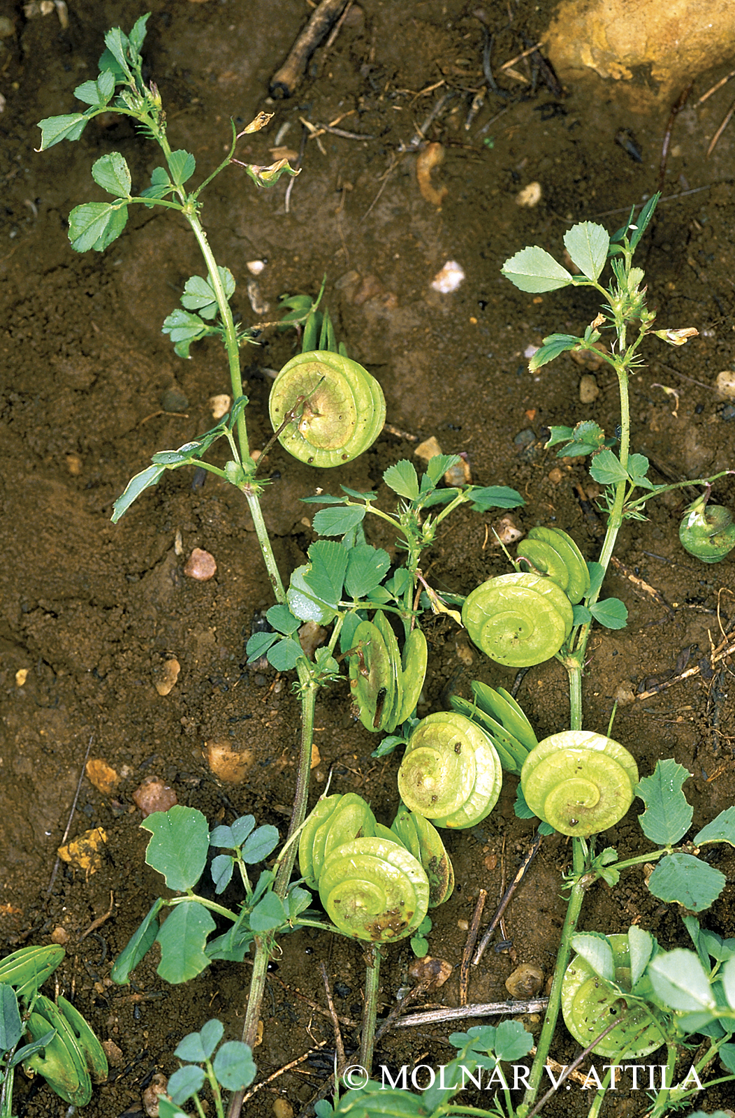 Medicago orbicularis (L.) Bartal.