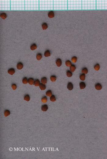 Medicago orbicularis (L.) Bartal. 3.Image