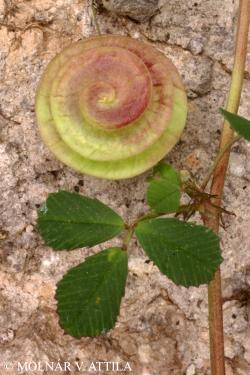 Medicago orbicularis (L.) Bartal. 2.Image