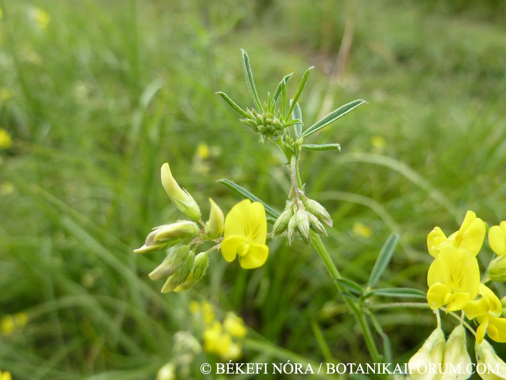 Medicago prostrata Jacq.