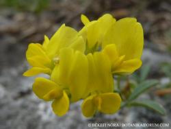 Medicago prostrata Jacq. 2.Image