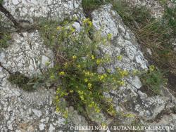 Medicago prostrata Jacq. 3.Image