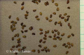 Medicago prostrata Jacq. 4.Image