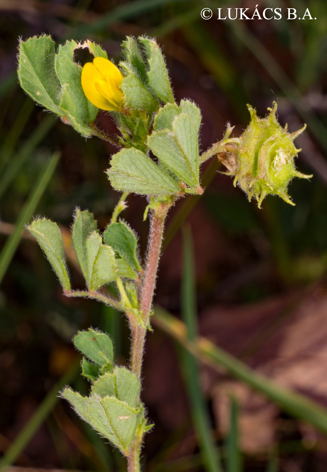 Medicago rigidula (L.) All.