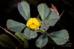 Medicago rigidula (L.) All. 3.Kép