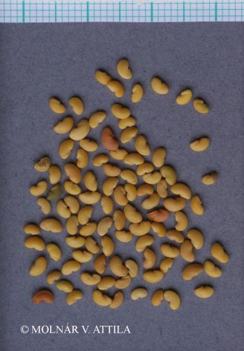 Medicago rigidula (L.) All. 4.Kép
