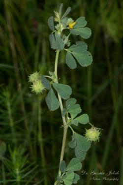 Medicago rigidula (L.) All. 2.Kép