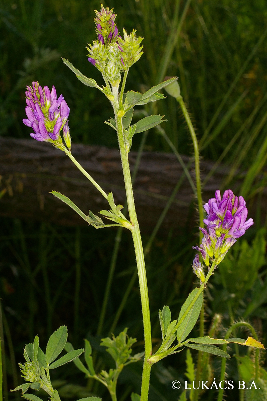 Medicago sativa L.