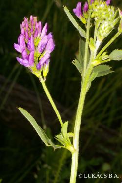 Medicago sativa L. 2.Image