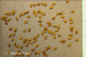 Medicago sativa L. 3.Image