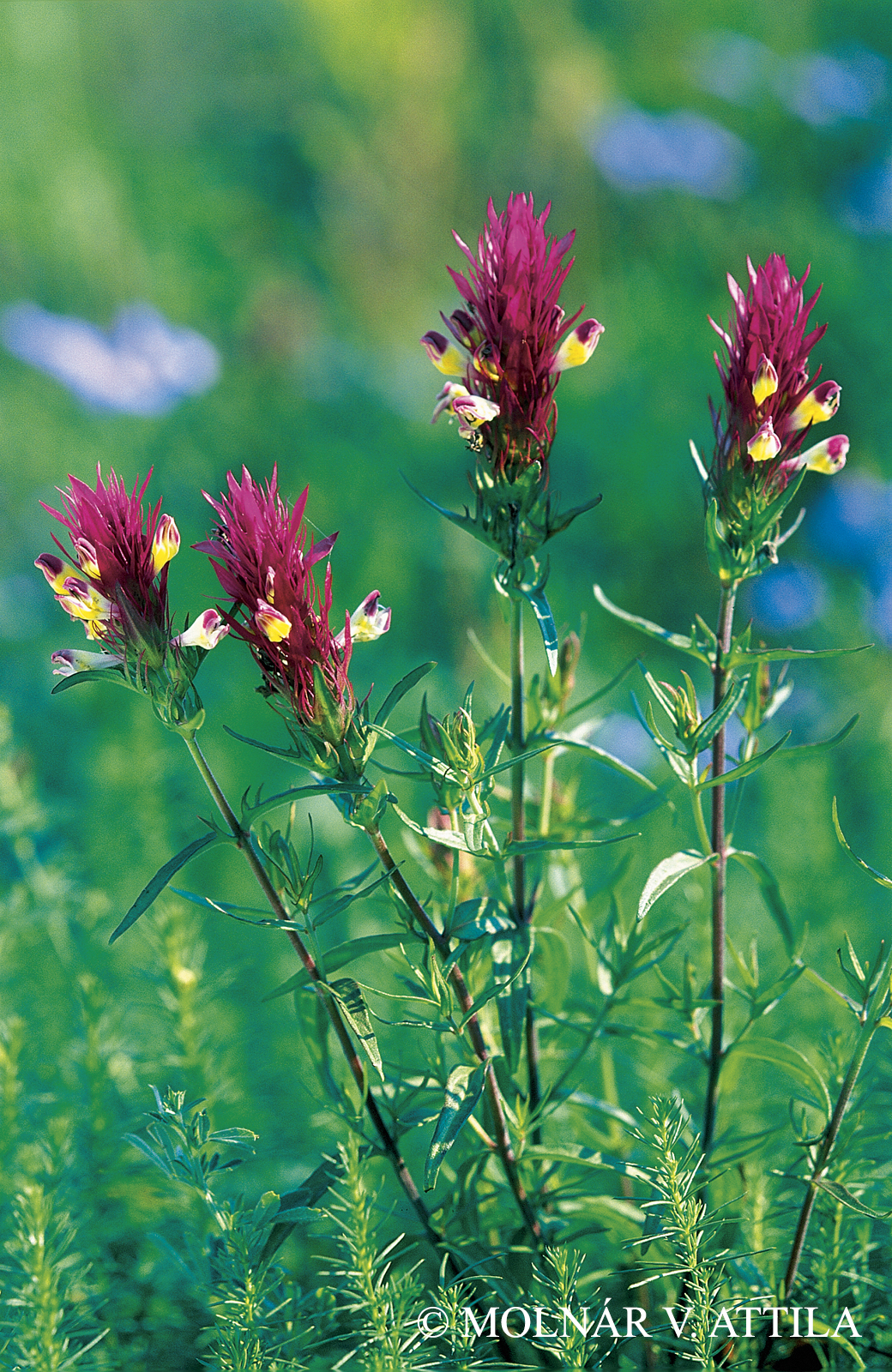 Melampyrum arvense L.