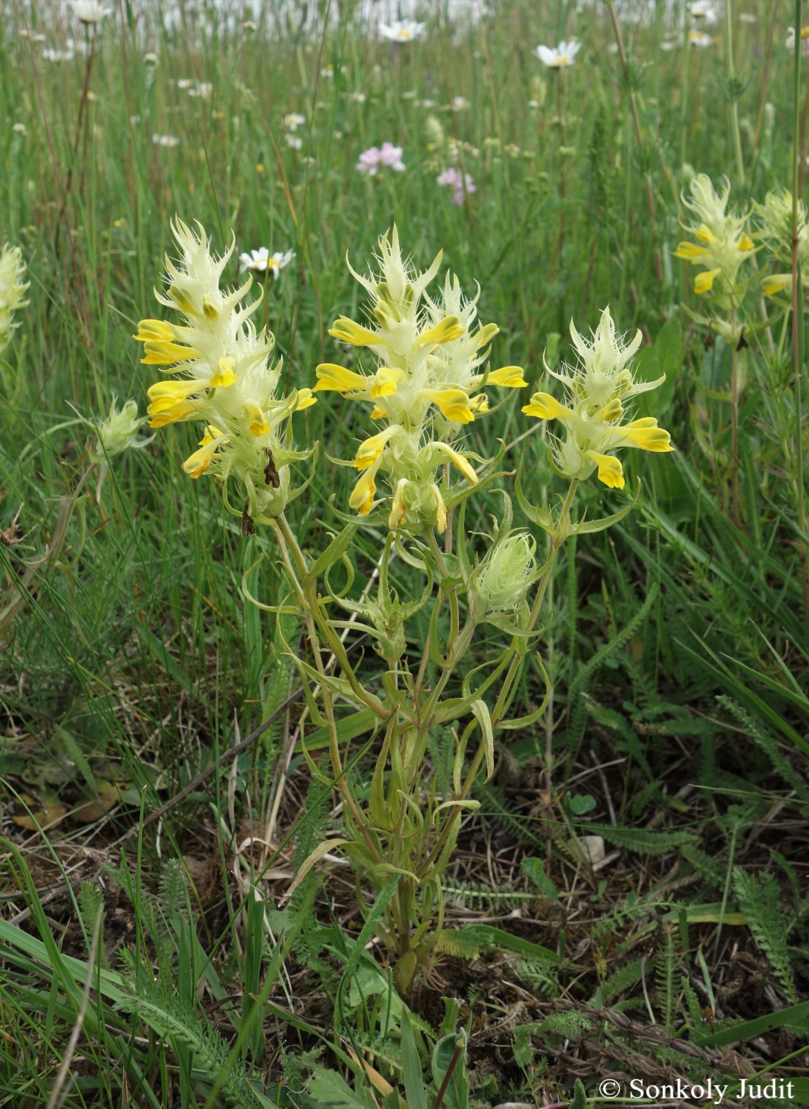 Melampyrum barbatum Waldst. et Kit.