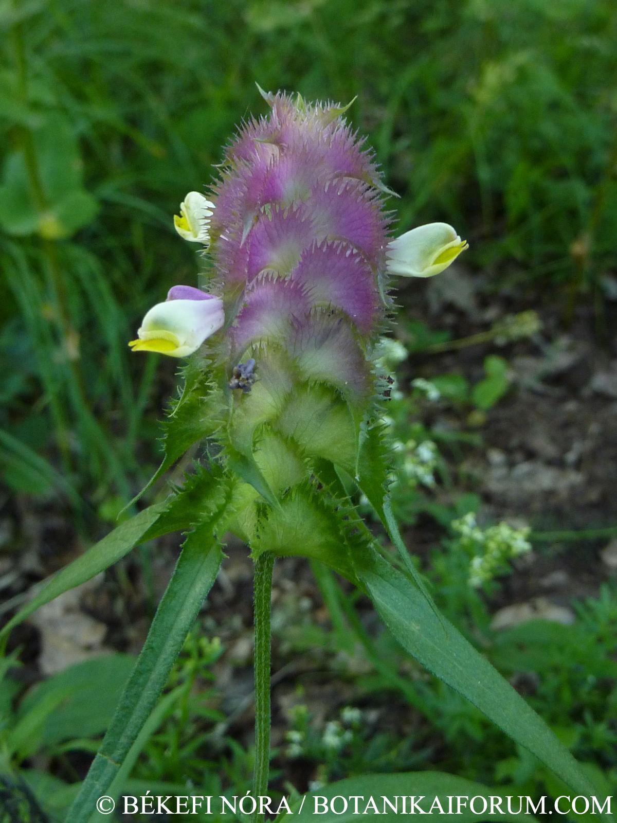 Melampyrum cristatum L.