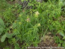 Melampyrum cristatum L. 2.Image