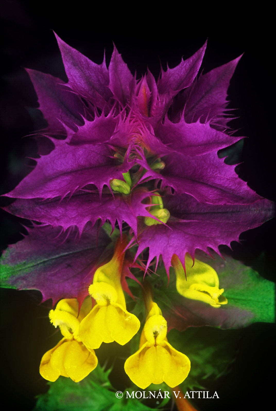 Melampyrum nemorosum L.