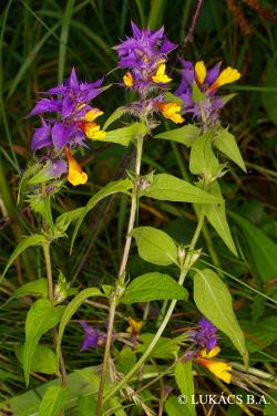Melampyrum nemorosum L. 2.Image