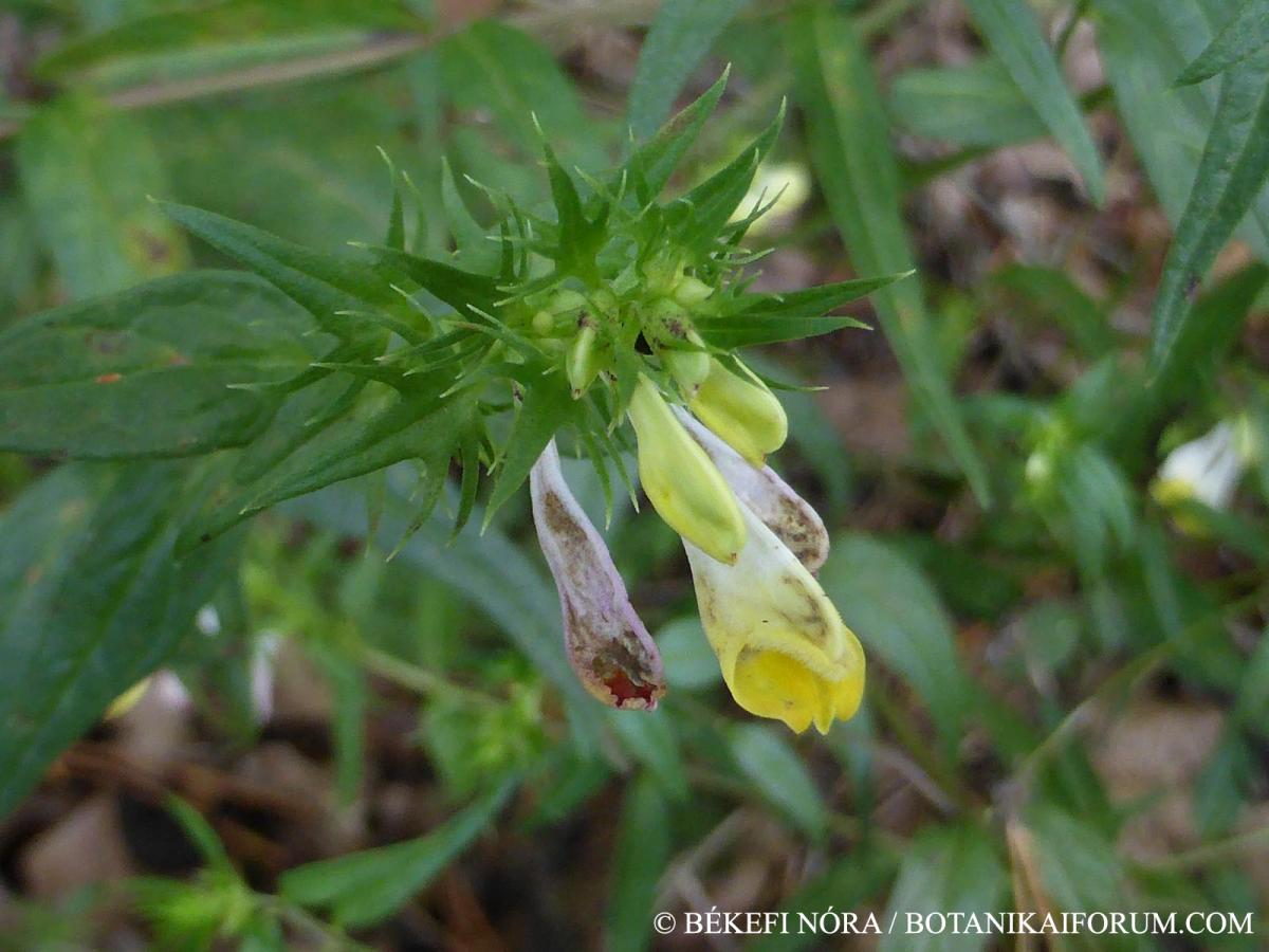 Melampyrum pratense L.