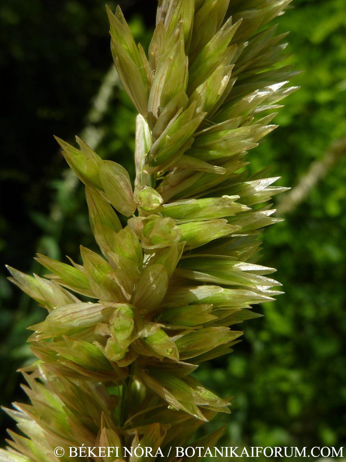 Melica altissima L.