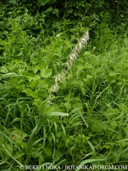 Melica altissima L. 2.Image