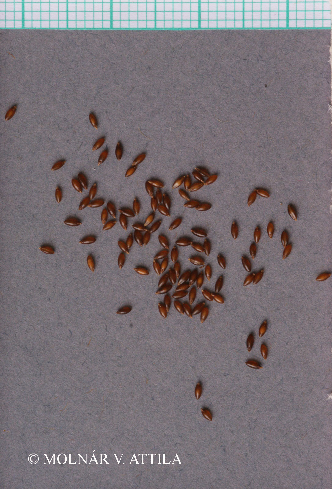 Melica ciliata L.