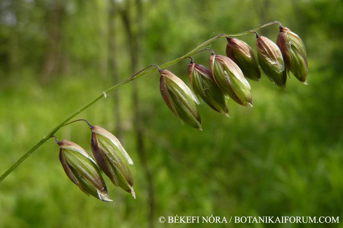 Melica nutans L.