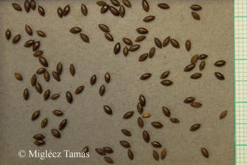 Melica nutans L. 2.Image