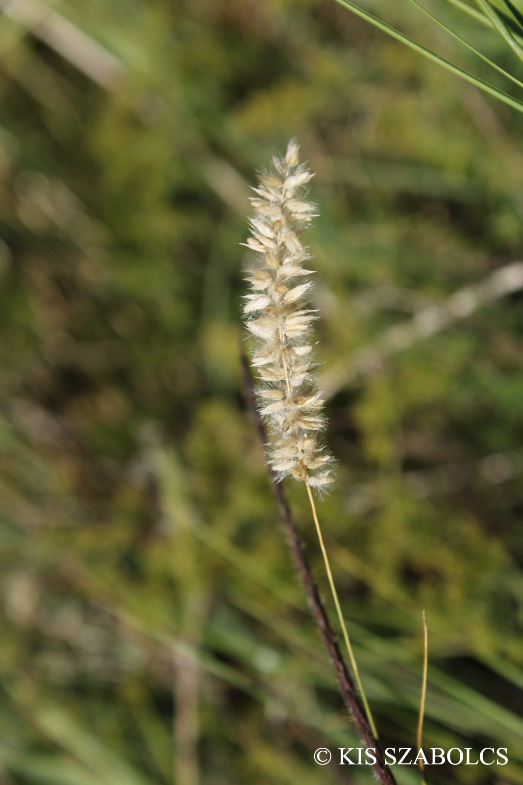 Melica transsilvanica Schur