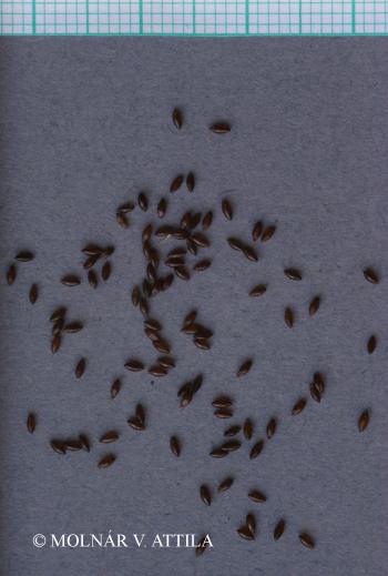 Melica transsilvanica Schur 3.Image